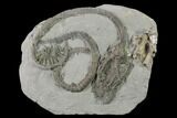 Crinoid (Cyathocrinites) Fossil - Crawfordsville, Indiana #136543-1